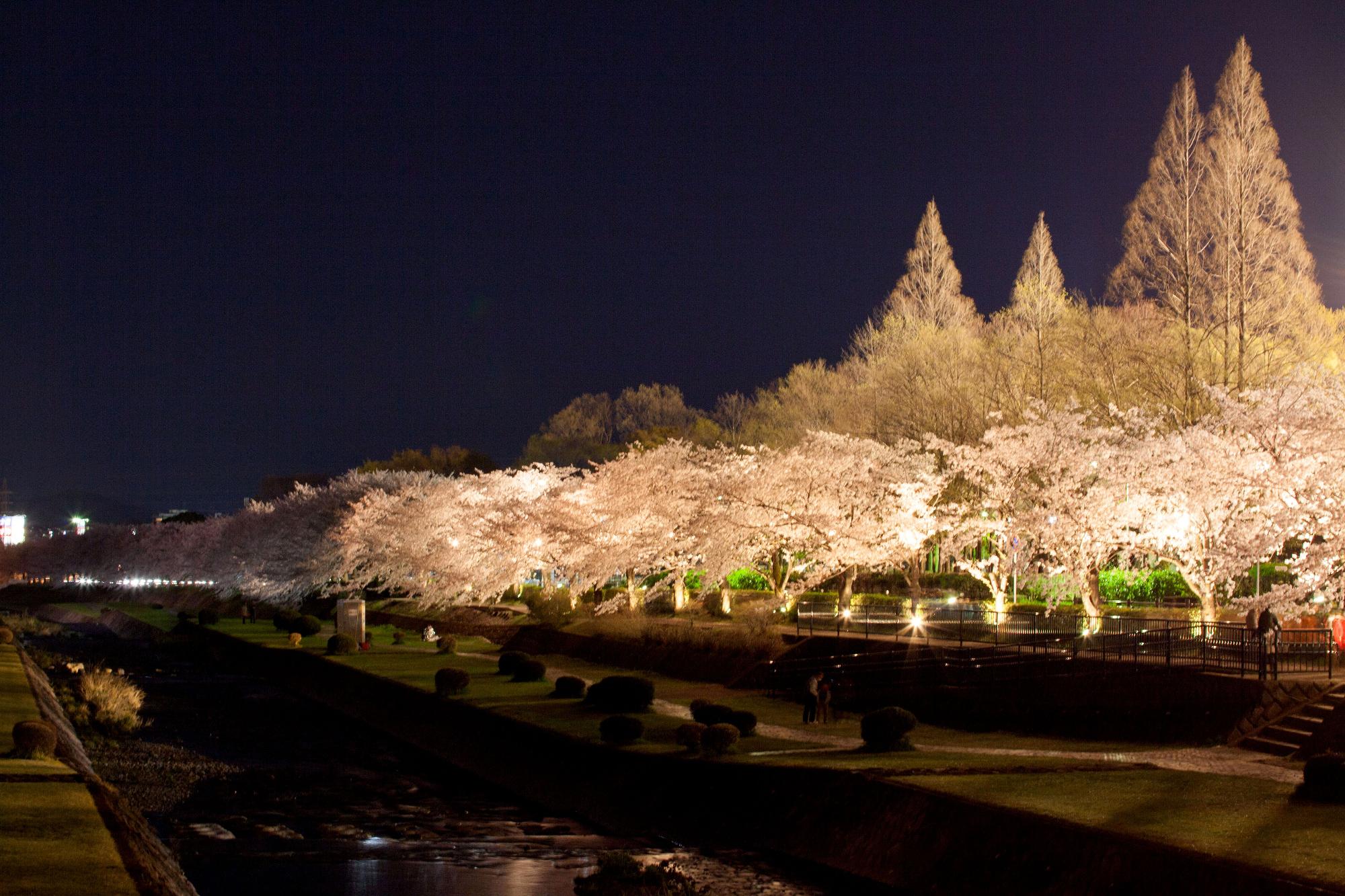 夜の川沿いで、遊歩道沿いの土手にある、満開の桜並木がライトアップされ、水面に淡い光が映る幻想的な春の風景の写真