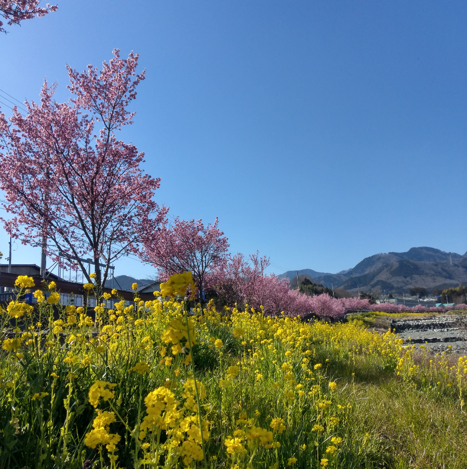 雲ひとつない真っ青な空の下、一面に広がる鮮やかな黄色の菜の花畑の向こうに、濃いピンク色の桜並木が続いている写真