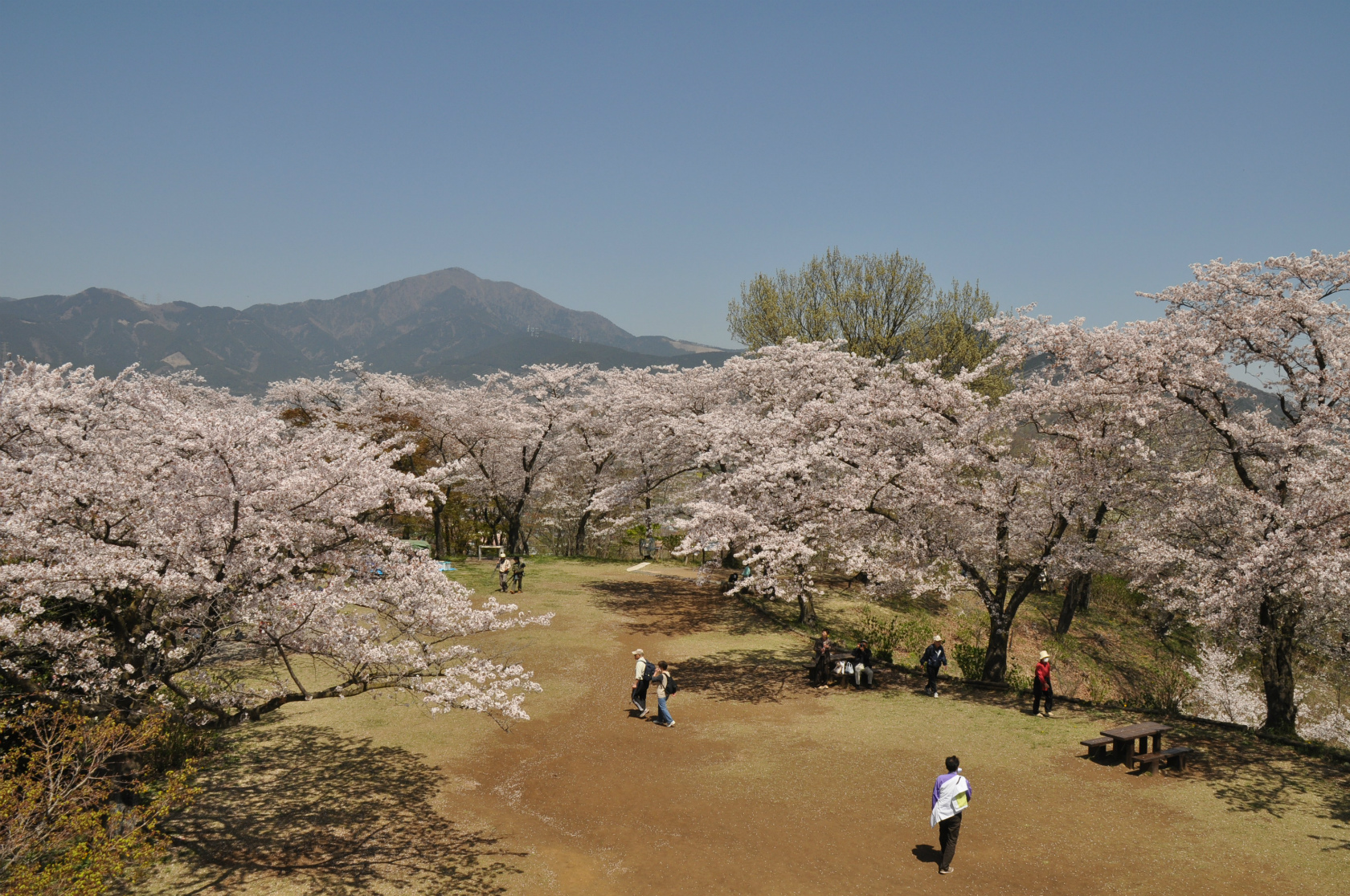 後方にに見える山を背景に、満開の桜の下で多くの人が花見を楽しんでいる弘法山の桜の写真