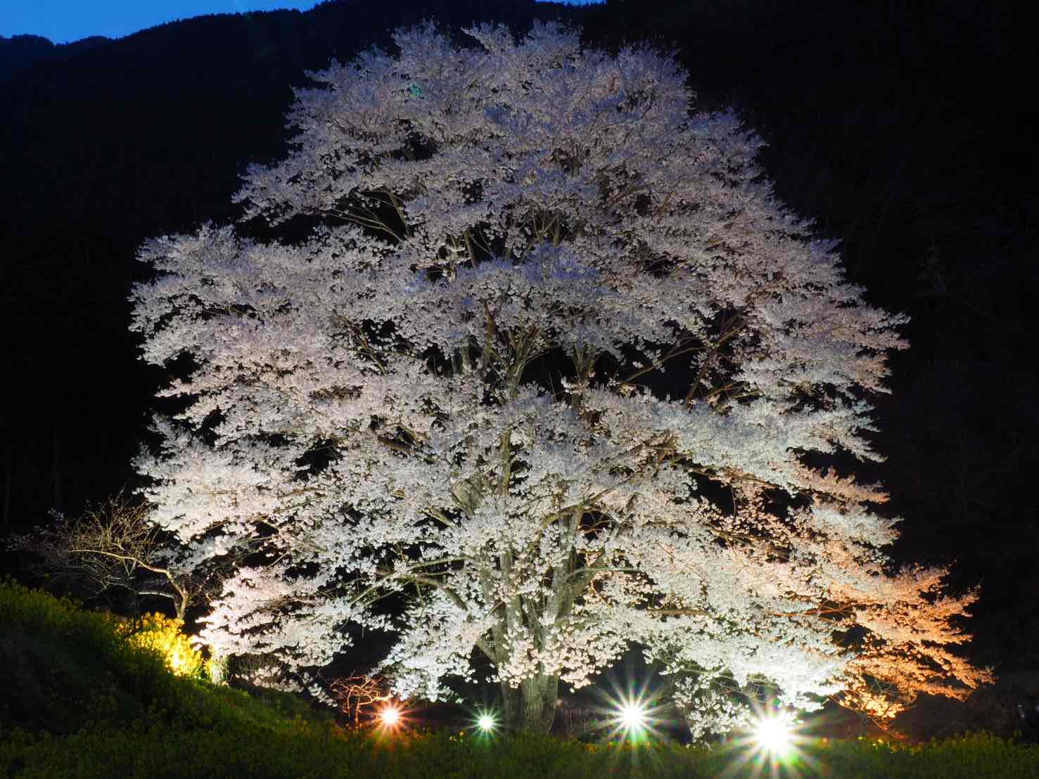 日が落ちた背景の中で、満開の桜の巨木が下から複数の投光器で力強くライトアップされ、白く輝く桜が幻想的な夜景を形成している写真