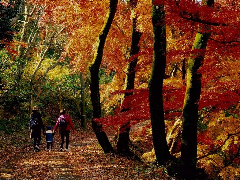 鮮やかな赤やオレンジ色に紅葉した木漏れ日が差す森の中、落ち葉で覆われた小道を、リュックを背負った大人2人と子供1人の家族連れが歩いている後ろ姿の写真