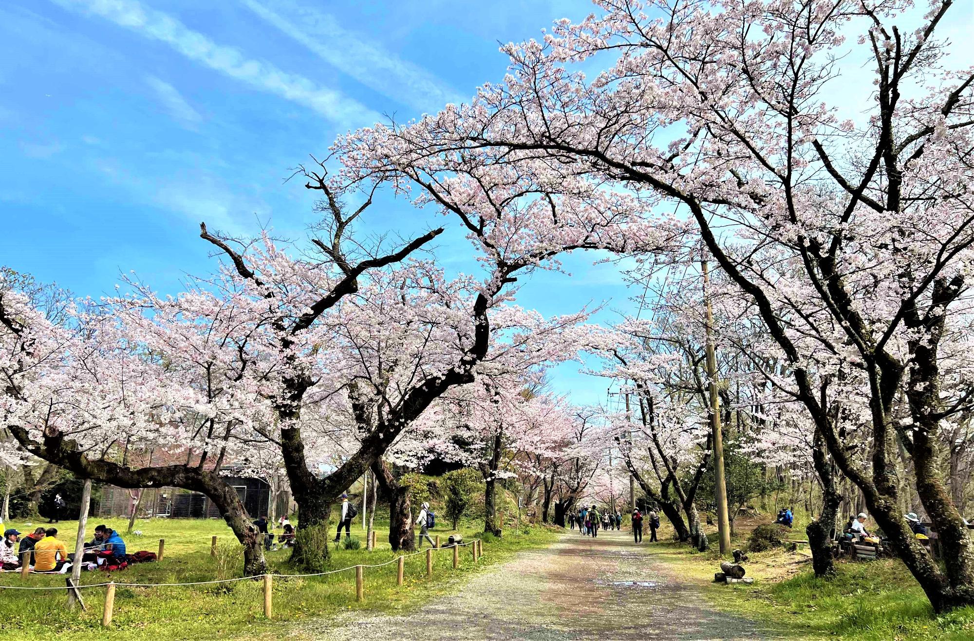 晴れた青空の下、満開の桜の木々がアーチのように続く未舗装の小道の両側で、人々がレジャーシートを敷いたり座ったりして花見を楽しんでいる公園の写真