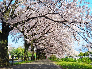 青空の下、舗装された歩道横の桜並木の桜が満開に咲いている写真