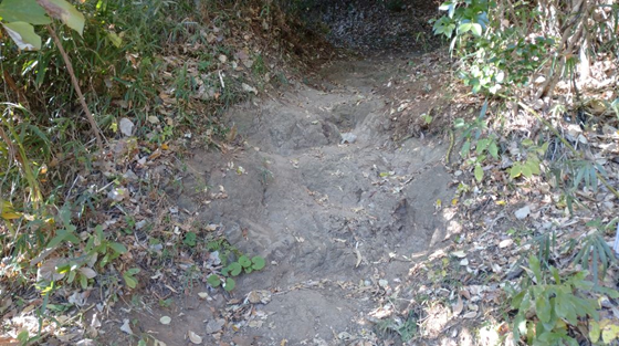 落ち葉が積もる山林の中、岩場をノミで削り階段上に加工しくぼみができている登山道の写真