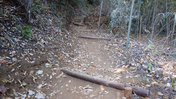 道の右側には竹林が広がり、落ち葉が散らばる土の登山道に、浸食防止用の丸太が横木として階段状に設置されている写真