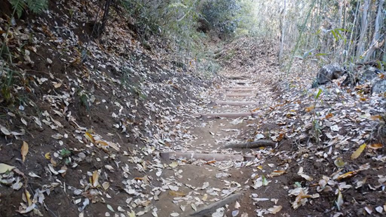 道が緩やかに上へ続いている落ち葉がびっしりと積もった山林の中の土の登山道で、浸食を防ぐための丸太が階段状に設置されている写真