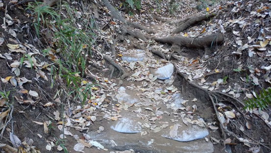 落ち葉が積もる土の登山道で、木の根が張り出し、土嚢を埋め込んで作った登山道の写真
