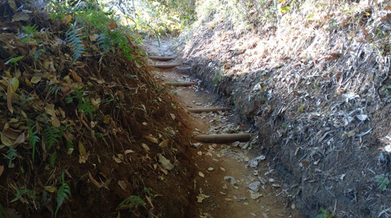 山林の中、土が露出した斜面を登るように丸太の土留めが階段状に設置された、落ち葉が積もる細い登山道の写真