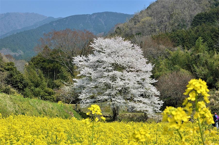青空と山並みを背景に、一面に咲き誇る鮮やかな黄色の菜の花畑の中で、一本の大きな桜の木が満開の薄ピンク色の花を咲かせている蓑毛の薄墨桜の写真