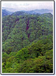 一面に木々が生い茂る緑豊かな山々が連なる鍋割山の写真