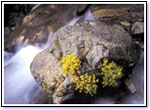 渓流の速い流れに洗われる大きな岩の表面に、鮮やかな黄色の小花が健気に根を張り、可憐に咲いている生命力あふれる様子の写真