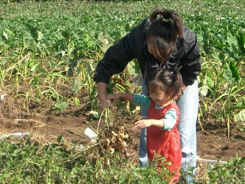 お母さんと、赤い服を着た女の子が一緒に畑から落花生を引き抜いている写真