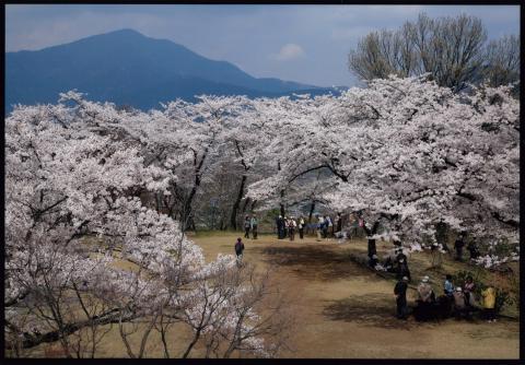 後方にに見える山を背景に、満開の桜の下で多くの人が花見を楽しんでいる弘法山の桜の写真