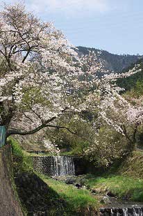 川岸の石垣から身を乗り出すように咲き誇っているくずはの広場付近のソメイヨシノの写真