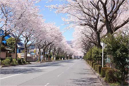 青空の下、満開の桜が両側に並ぶ静かな通りがまっすぐ続き、春の穏やかな雰囲気が広がる写真