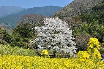 晴れた青空の下、太い幹の桜並木が遊歩道の上を覆うように枝を伸ばして満開の花を咲かせ、桜のトンネルのようになった道の奥には小さく人の姿が見えるカルチャーパーク前河川敷の写真