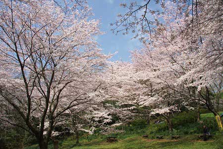 青空の下、公園の斜面を覆い尽くすように多くの桜の木が薄ピンク色の花を満開につけている震生湖公園のサクラの写真