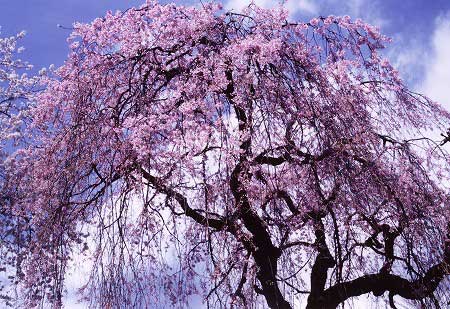 青い空と白い雲を背景に、見上げるアングルで捉えたしだれ桜が、黒い幹や枝から垂れ下がるように鮮やかなピンク色の花を無数に咲かせている白泉寺のしだれ桜の写真