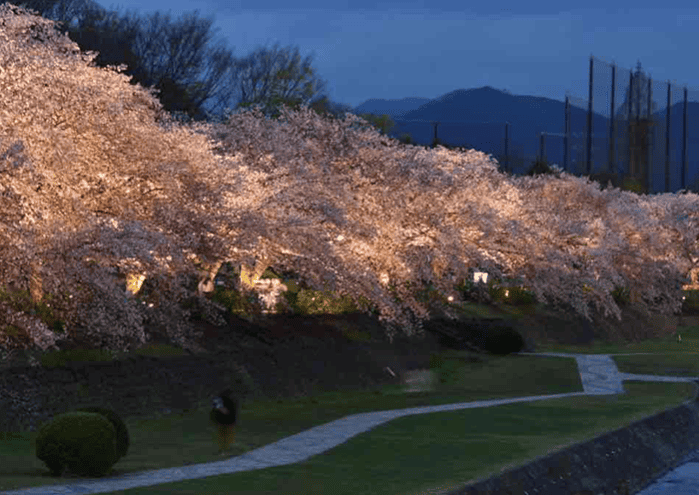 満開の桜並木が夜ライトアップされている様子