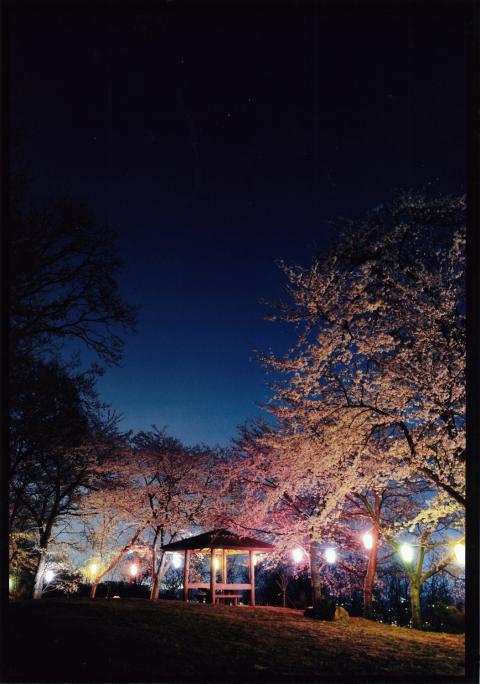 星の見える夜空の下、公園の丘の上にある東屋を囲むように満開の桜がライトアップされ、色とりどりの灯りが幻想的な雰囲気を醸し出している写真