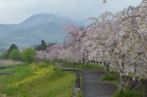 花びらが濡れている様子から小雨が降っていると思われる曇りの日の山間部の桜並木の風景で、薄桃色のしだれ桜が咲く散策路の横には黄色い花が咲く草地が広がり、遠景には霞んだ山々が見える写真