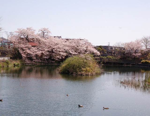 穏やかな水面の池を背景に、岸辺には満開の薄ピンク色の桜の木が並び、中央には低木が茂る小さな島が浮かび、池には数羽のカモが泳いでいる今泉名水桜公園の写真