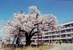 満開の白い花を咲かせた大きな桜の木が校庭に立っている風景を捉えた写真で、その後ろにはる四階建ての学校の校舎が見え、校庭には複数の人影が写り込んでいる写真