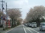 満開の白い桜並木が、片側一車線の道路の両側に続く桜のトンネルの風景を捉えた写真