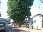 住宅街の道路沿いに、幹が太く、豊かな緑の葉を茂らせた大きなイチョウな木が立っている風景を捉えた国榮稲荷神社の大イチョウの写真