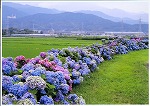 水色や紫、ピンクなど色とりどりの紫陽花の花が、手前の芝生と奥の田んぼを分けるように、なだらかな曲線を描きながら咲き誇っている風景を捉えた写真