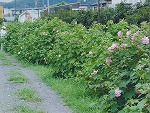 砂利道と草地の脇に、青々とした葉と、淡いピンクや白色の酔芙蓉の花が背の高い生垣のように連なって咲いている風景を捉えた写真