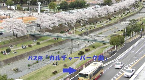 河川敷の土手沿いに連なる桜並木の下で人々が花見を楽しんでいる様子を上から捉えた写真で、「バス停『カルチャーパーク前』」という青い文字と、バスが停車する位置を示す青い矢印がオーバーレイされた風景写真