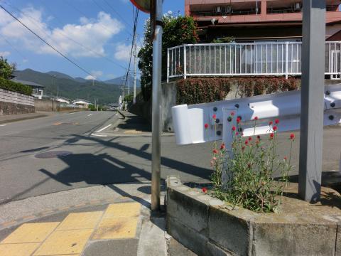 ガードレールのある交差点の一角に植えられた千日紅の写真