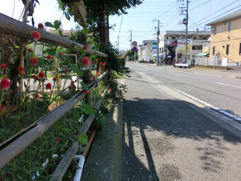 住宅地の道路沿いに千日紅のプランターが並べられている写真