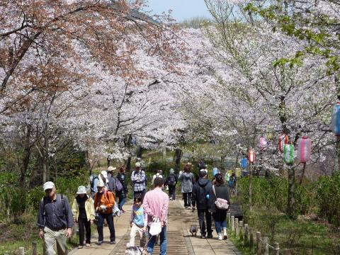 満開の桜に彩られ、カラフルな提灯が飾られた山道の遊歩道が多くの花見客でにぎわっている様子の写真