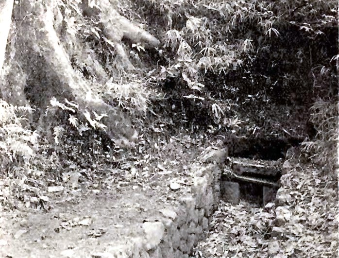 細い石垣の溝が木の根元付近から始まっている、イ号水源を写した白黒写真