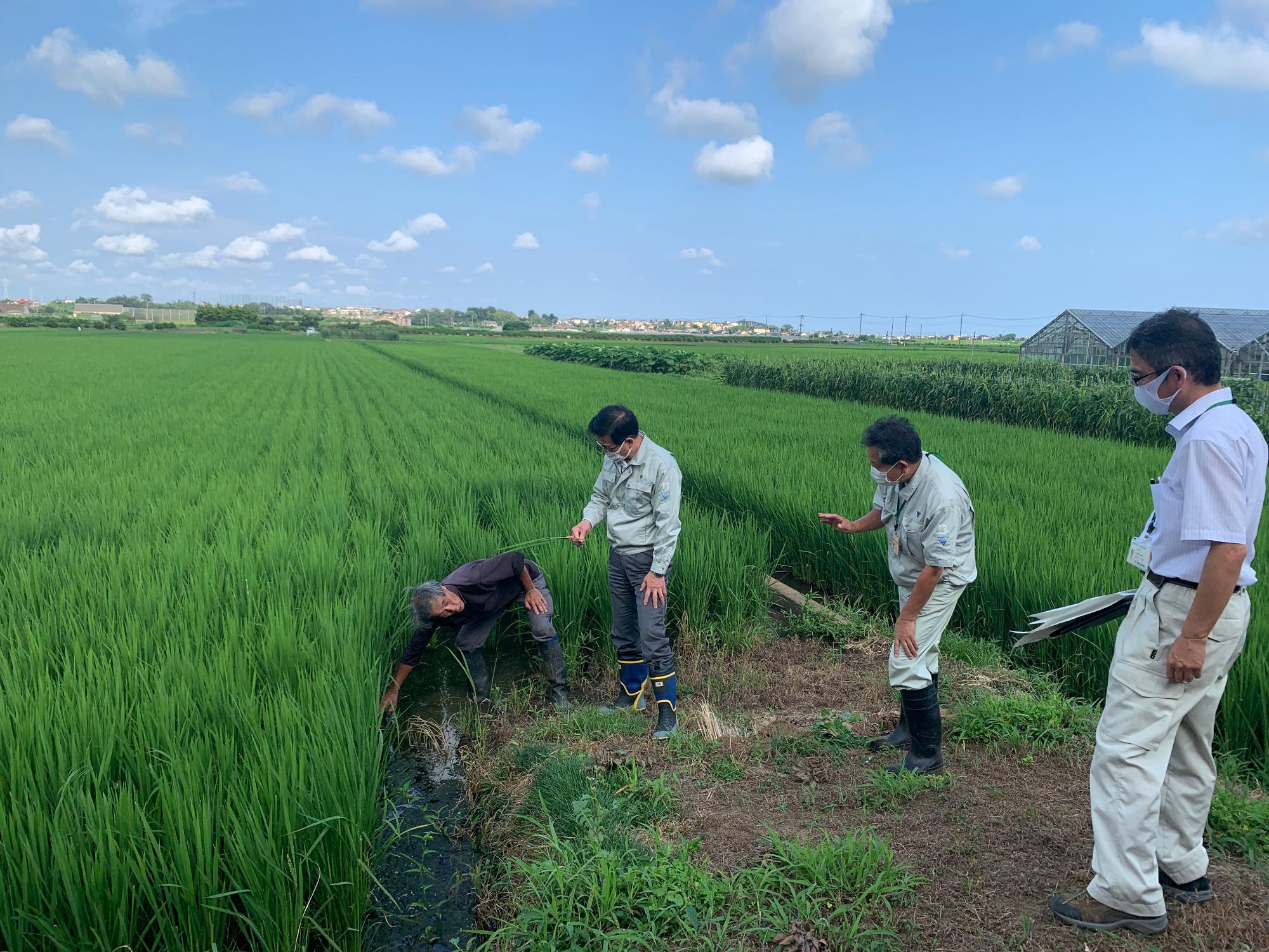 マスクを着用した作業着姿の数人の男性たちが、青々とした稲が育つ広大な田んぼで、一人がかがんで水路の様子を観察している写真