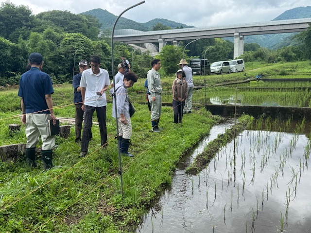 あぜ道に集まった長靴を履いた複数の関係者が、水田の周りに張られた紐を確認したりしている、現地での圃場視察の様子の写真