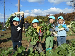 青空の下、青い帽子をかぶった四人の園児たちが、畑で自分たちで収穫したとみられる大きな大根を手に持ち立っている写真