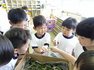 数人の園児たちが白い体操服を着て、箱の中のイモムシを興味深そうに観察しており、一人の男の子が手に乗せたイモムシを別の園児に見せている様子の写真