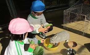 動物飼育小屋で、青とピンクの帽子をかぶった2人の園児がしゃがみこみ、黄色いボウルに野菜を入れ、ウサギに餌やりをしている写真