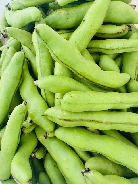 黄緑色の莢が大量に積み上げられた、とれたてのそら豆のクローズアップ写真