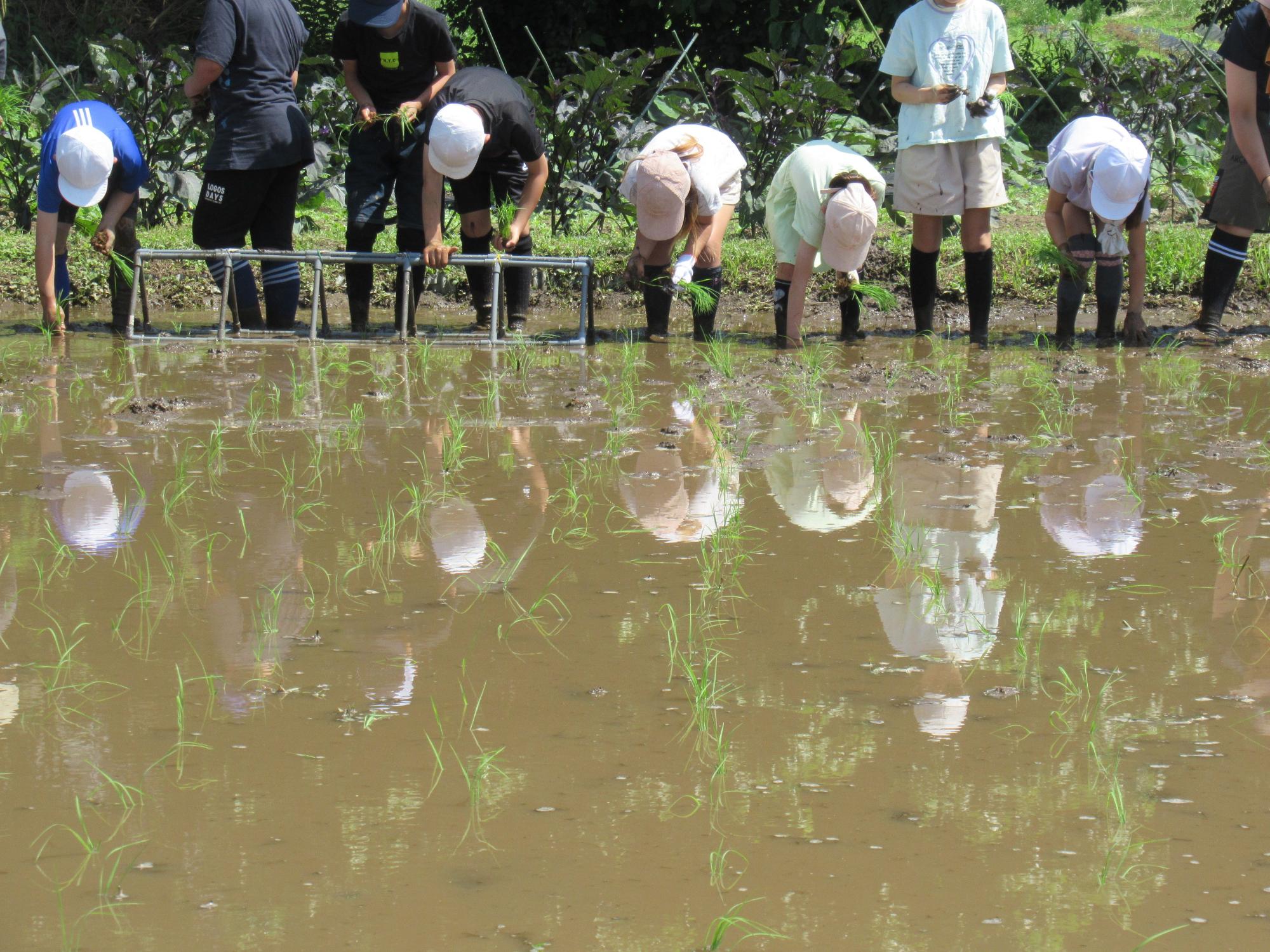 水が張られた泥の田んぼの中で、白い帽子をかぶった子どもたちと大人が、腰をかがめて稲の苗を四角い枠が並んだ道具を使って均等に植え付けている、田植え体験の様子の写真