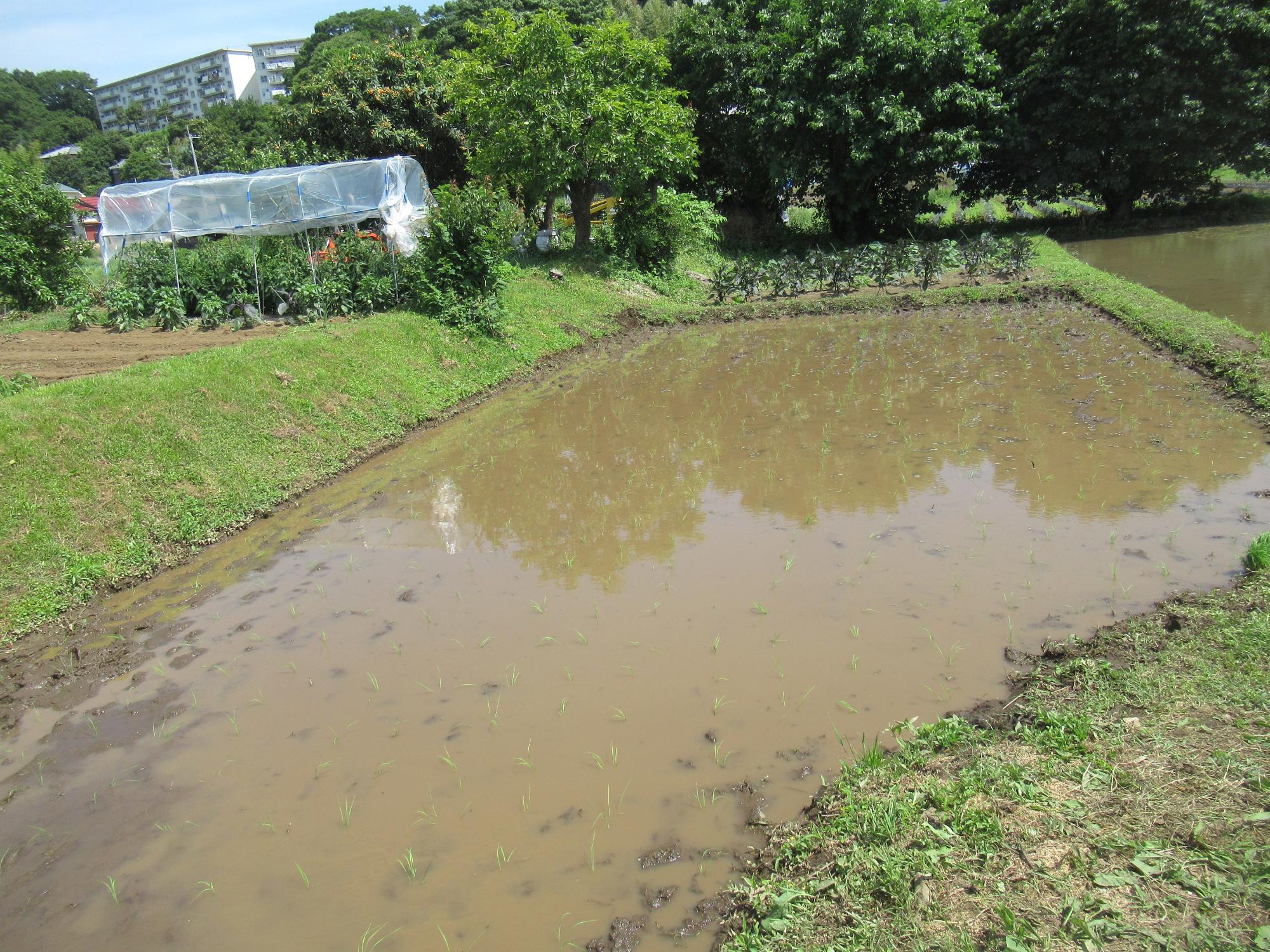 周囲を緑の畦で囲まれた田んぼに、小さな稲の苗がきれいに植えられた、田植え後の田んぼの写真