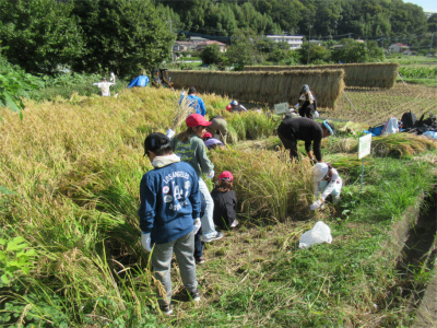 黄金色に実った稲穂が広がる田んぼで、長袖や帽子を着用した複数の大人と子どもが稲刈り体験をしている写真