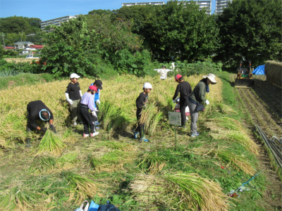 晴天の秋の田んぼで、子どもたちが刈り取った稲穂の束を田んぼの周りに並べている様子の写真