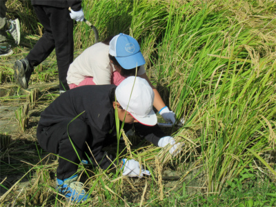 帽子と手袋を着用した2人の子どもが鎌を使って稲を刈り取っている、稲刈り体験の様子の写真