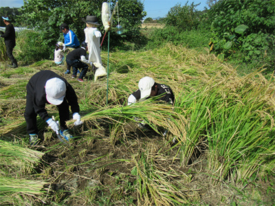 白い帽子の2人の子どもがかがんで鎌で稲の束を刈り取っている稲刈り体験活動の様子の写真