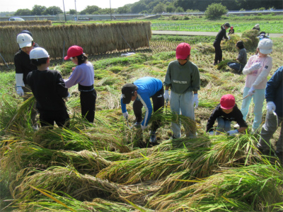 帽子をかぶった子どもたちが、刈り取った大量の稲の束を協力して束ねており、背後には稲が干されている様子の写真