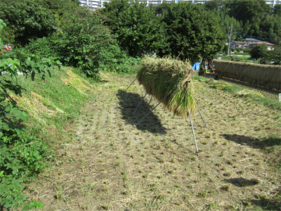 稲刈りが終わった田んぼの中央に、刈り取った稲が稲架掛けで天日干しされている様子の写真